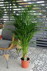 Areca Palm in 19cm Pot - Dypsis Lutescens Palm 90cm-100cm in Height