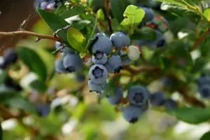 Blueberry Sunshine Blue Plant - Vaccinium in 9cm Pot - Ready to Plant