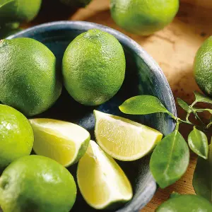 Fruit Citrus x latifolia (Lime) Tree 9cm Potted Plant x 3