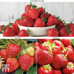 18 Strawberry Fruit Plants Full Season Collection (Honeoye, Cambridge Favourite, Florence) Easy to Grow Your Own Strawberries