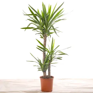 Spineless Yucca - Striking and Low-Maintenance Indoor Plant for Interior Spaces (120-140cm Height Including Pot)