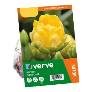 Tall Tulip Vanille Coupe 10 Flower bulbs