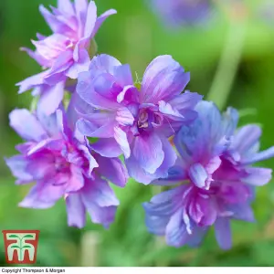 Geranium Double Plenum Caeruleum (Hardy) 3 Bare Roots