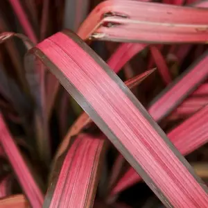 Phormium Evening Glow Garden Plant - Vibrant Red and Pink Foliage, Compact Size, Hardy (15-30cm Height Including Pot)