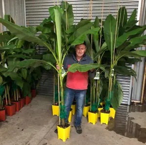 3x 2-3ft Large Musa Basjoo Fully Hardy Banana Fruit Trees  in 3 Litre Pots