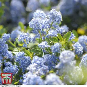 Ceanothus thrysifolius Repens 9cm Potted Plant x 6