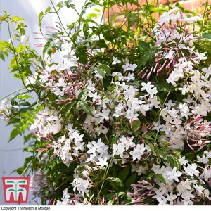 Scented Jasmine - Jasminum x stephanense 'Starry Starry Summer Night' 9cm Potted Plant x 2