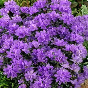 Rhododendron Purple Pillow (15-25cm Height Including Pot) Garden Plant - Compact Shrub, Purple Blooms