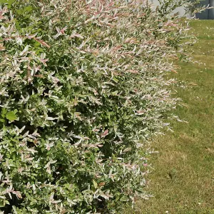 Salix Flamingo Bush in a 3L Pot