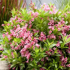 Weigela Picobella Rosa 8/9cm Pink Shrub