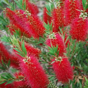 Callistemon Red Cluster - Outdoor Flowering Shrub, Ideal for UK Gardens, Compact Size (15-30cm Height Including Pot)