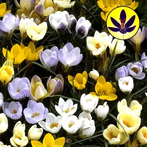 Crocus Species Mixed Flowering Bulbs - Diverse Mix of Blooms, 500 Pack