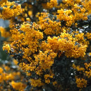 Berberis Compacta - Compact Shrub, Vibrant Orange Flowers (20-30cm Height Including Pot)