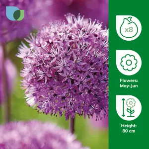 Allium Purple Sensation 8 Flower bulbs