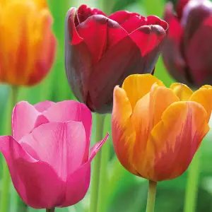 Tall Triumph Tulip Mixed 20 Flower bulbs