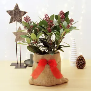 Skimmia Rubella Plant in 2L Pot with Hessian Gift Wrap - Evergreen Outdoor Shrub - Easy to Grow Christmas Gardening Gift