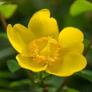 Hypericum Hidcote 3 Litre Potted Plant x 1