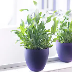 Phlebodium Blue Star - Indoor Fern with Bright Green Leaves, Easy to Care For, Tabletop Plant (25-35cm)