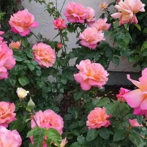 Rose Bush 'Chicago Peace' - Two-Toned Scented Rose Bush in 3 Litre Pot