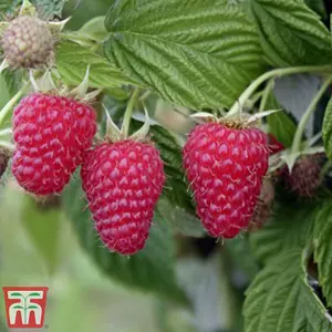 Raspberry Summer Lovers Late 2 Litre Potted Plant x 1