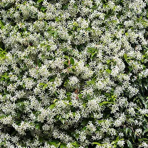 Trachelospermum 'Star Jasmine ' in a 2L Pot 80-100cm Tall Supplied as established Plant Ready to Plant Out