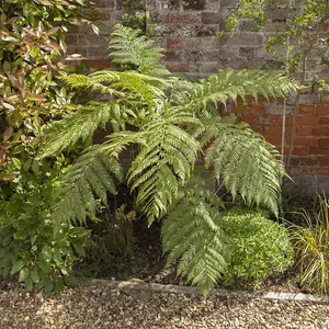 Tree Fern (Dicksonia antarctica) log - 2 foot