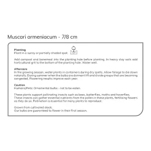 Muscari armeniacum (Grape Hyacinth) 100 Flower bulbs