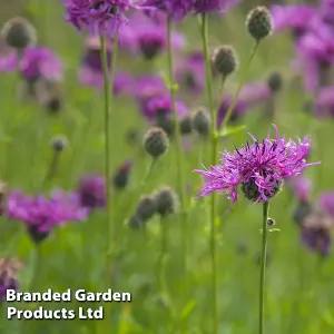 Wildflower Common Knapweed 1 Seed Packet (300 Seeds)