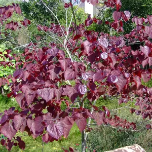 Cercis Forest Pansy Tree - Heart-Shaped Red and Green Foliage, Pink Flowers, Compact Size (5-6ft)