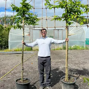 Hornbeam Pleached Tree with Staking Kit - 150cm Stem and 8cm Girth