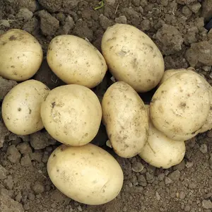 Grow Your Own Vegetables - Potato Pentland Javelin 2kg