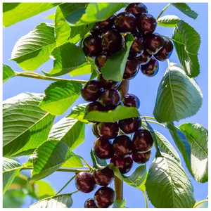 Dwarf Patio Hedelfinger Cherry Tree, Ready to Fruit, Juicy & Sweet Dark Cherries 3FATPIGS