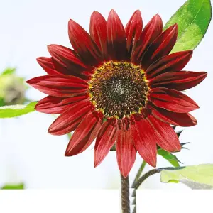 Sunflower Helianthus annuus Claret F1 Hybrid 1 Seed Packet