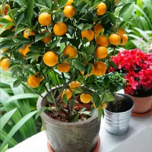 Citrus calamondin Orange Tree: Miniature Oranges, Fragrant Indoor Plant (30-60cm, 12cm Pot)