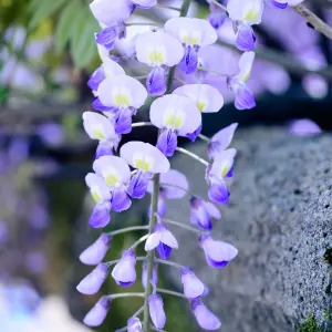 Wisteria Blue - Enchanting Flowering Vine for Beautiful Outdoor Spaces - UK Plant (30-40cm Height Including Pot)