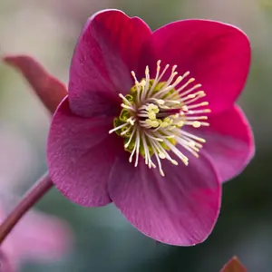 Anna'S Red Hellebore Perennials Flowering Plants Helleborus 2L Pot