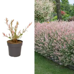 Salix Hakuro Nishiki Flamingo Bush in 14cm Pot - Amazing Foliage Colour