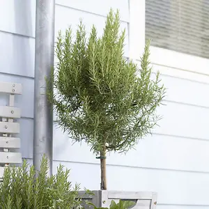 Rosemary Tree Standard, 80-100cm Tall in a 3L Pot - Kitchen Herb for Patios and Gardens in Pots - Hardy Evergreen Fragrant for UK