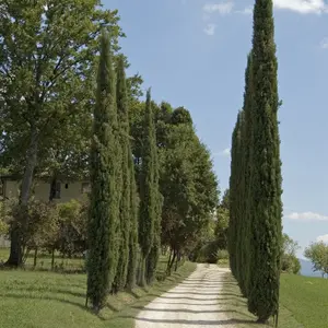 Pair of Italian Cypress Trees, 1.2 - 1.4m Tall in 20cm Pots Ornamental Evergreen Trees