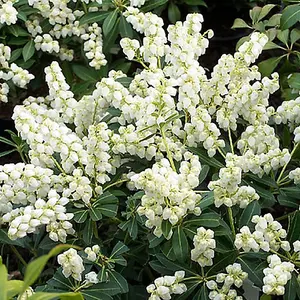 Pieris Debutante Evergreen Shrub - Elegant White Flowers (15-30cm Height Including Pot)