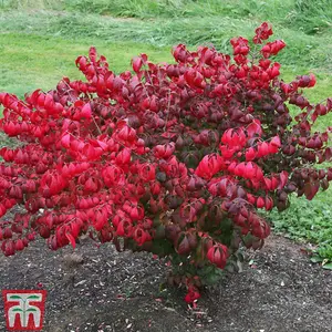 Euonymus Alatus Compactus 3.6 Litre Potted Plant 25-30cm x 2