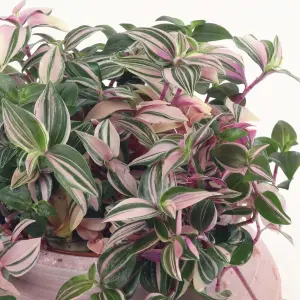 Tradescantia Quadricolor Houseplant - Ideal Tabletop Home Office Inch Plant, Low Maintenance Houseplant (15-25cm)