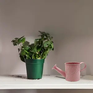 Watering Can Metal 0.65L 2pcs Pastel Pink Planter Garden Sprinkler Plant Sprayer