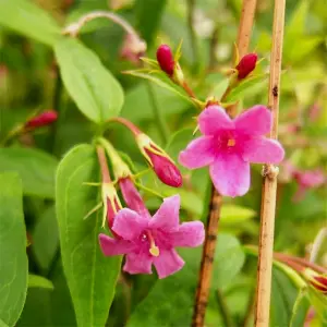 Jasminum beesianum in 12cm Pot - 70cm in Height - Scented Red Jasmine Flowering Plant