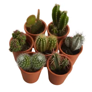 Verve Cactus in Terracotta Decorative pot 5.5cm