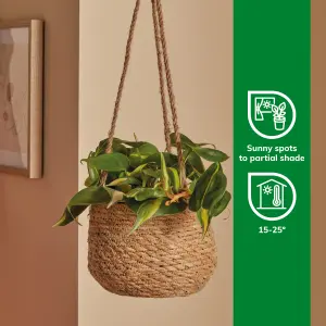 Verve Philodendron mix in Natural Seagrass Decorative pot 12cm