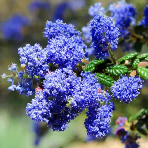 Ceanothus Dark Star - Deep Blue Flowers, Compact Size (20-30cm Height Including Pot)