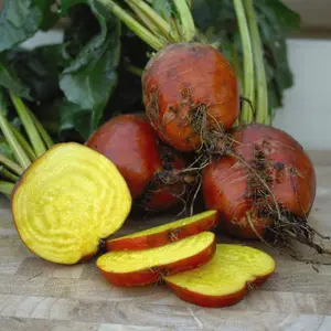 Beetroot Boldor 1 Seed Packet (250 Seeds)