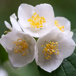 3 x Philadelphus Aureus Plants in 9cm Pots - Golden Mock Orange - Ready to Plant