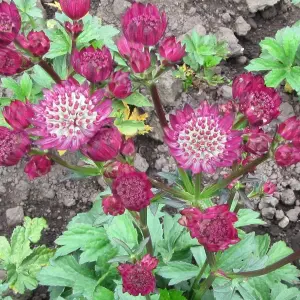 Astrantia Venice Burgundy - Masterwort, Perennial Plant (15-30cm Height Including Pot)